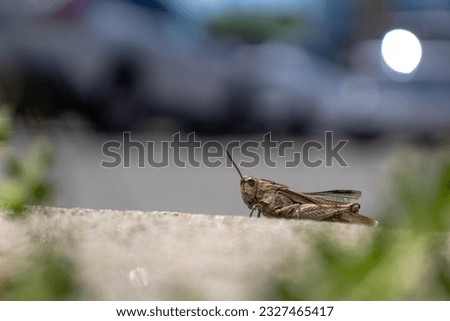 Brown grasshopper on concrete surface with grass and weeds - low angle shot - blurred street scene in background
