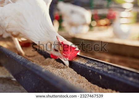 chicken eats feed and grain at eco chicken farm, free range chicken farm Royalty-Free Stock Photo #2327467539