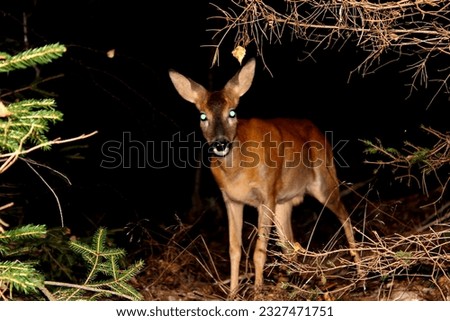 roe deer in the forest at night