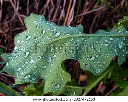 Wet young oak leaf in forest