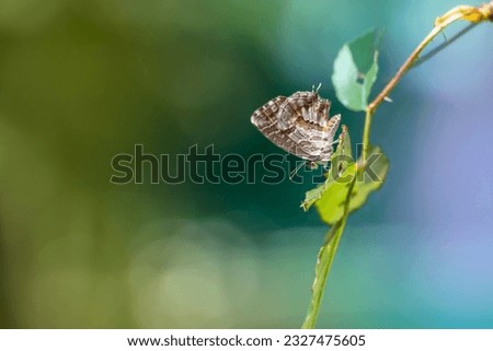 Very small geranium bronze butterfly  isolated on green background. Cacyreus marshalli.