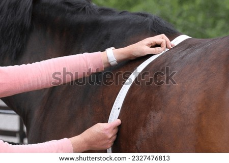 Horses weight being measured, with a equine weight tape. Equestrian  Royalty-Free Stock Photo #2327476813