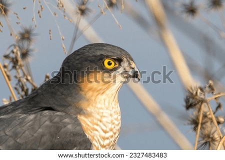 Close-up picture of sparrow hawk in a bush.