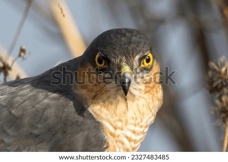 Close-up picture of sparrow hawk in a bush.