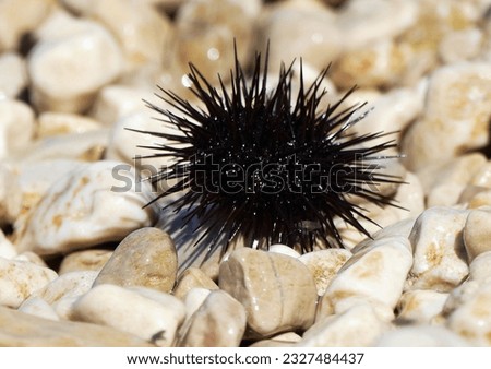 Sea ​​urchin and pebbles on the beach summer background 