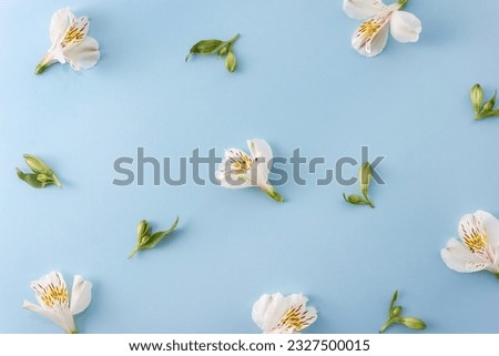 Pattern of white Alstroemeria flowers on a pastel blue background. Floral background. Selective focus