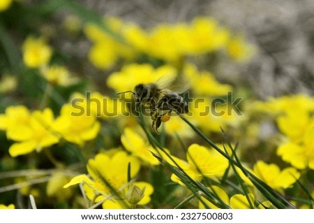Bee flying over yellow flowers. (European honey bee - Apis mellifera) 