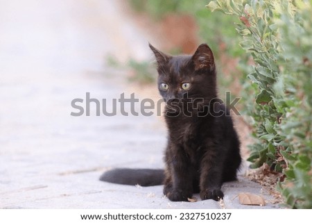few pictures of a street cat in the street of Dubai such a beautiful cute kittens..