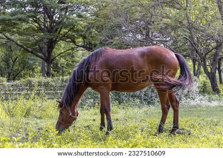 Horse on nature. Portrait of a brown horse,  Welsh pony running and standing in high grass, long mane, brown horse galloping, brown horse standing in high grass in sunset light, green background.