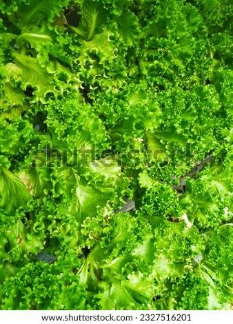 Leaf details on fresh lettuce