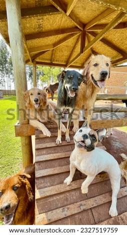 Portrait of cute dog pack playing and having fun at dog daycare and hotel posing with tongue out out in the nature