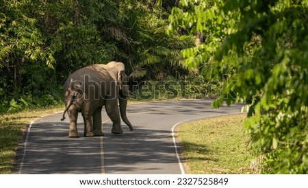 Wild elephants in Khao Yai National Park use roads to travel.