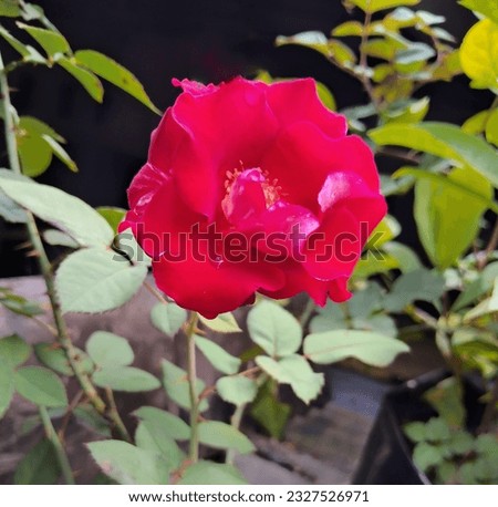 a fresh deep red rose in a backyard garden 