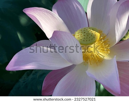 Selected focus for lotus flower