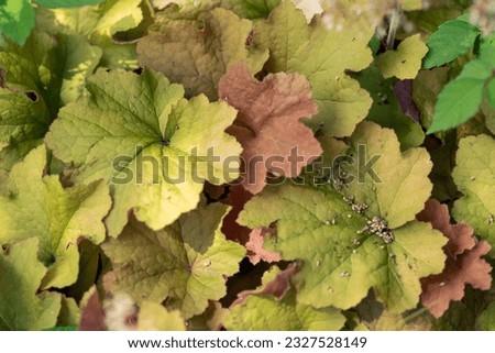 The low-contrast foliage is soothing when used as a background.
