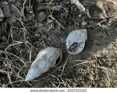 This is a picture of a dead snail, Placostylus, or hemp slug, is a genus of land snails of very large, air-breathing, terrestrial pulmonary gastropod molluscs in the family Bothriembryontidae.
