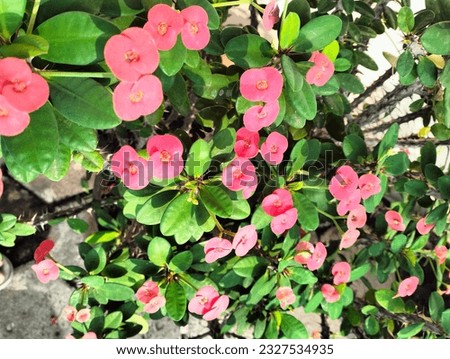 Crown-of-thorns
Beautiful looking pink colored plant growing in a pot