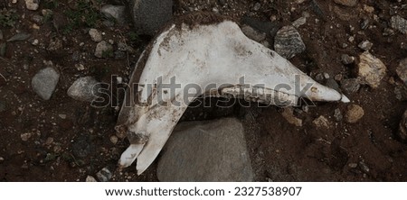 mandibular skeleton of a horse