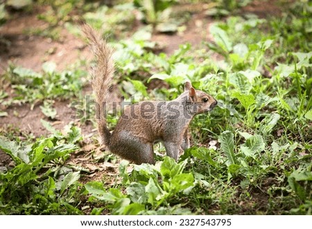 squirrel in the park - stock photo