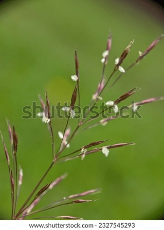 Chrysopogon aciculatus flower. Common names include lesser spear grass, Mackie's pest, pilipiliula.