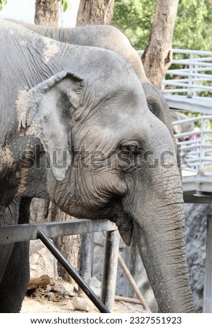 a photography of an elephant standing next to a fence in a zoo, elephants are standing in a pen with a fence and a fence
