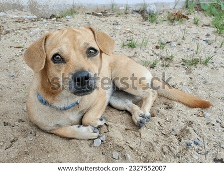 a photography of a dog laying on the ground with a blue collar, there is a dog that is laying down on the ground