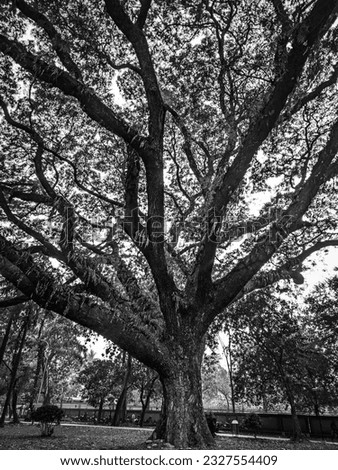 Black and white view of Albizia lebbeck tree, grayscale Photos of rain tree or monkey 
pod. High contrast trees.