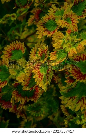 Coleus scutellarioides, also known as coleus or painted nettle, is a species of flowering plant in the Lamiaceae family. It is native to Southeast Asia and is widely cultivated as an ornamental plant.