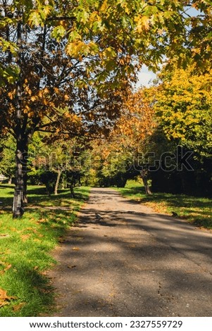 Colorful falling autumn leaves. View through the autumn foliage in park forest. Golden tree leaves. Beautiful tree with yellow leaves in autumn forest. Path littered with autumn leaves