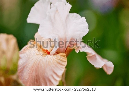 Close up of a Mauve Pink Flirtini Iris Flower with Shallow depth of Field