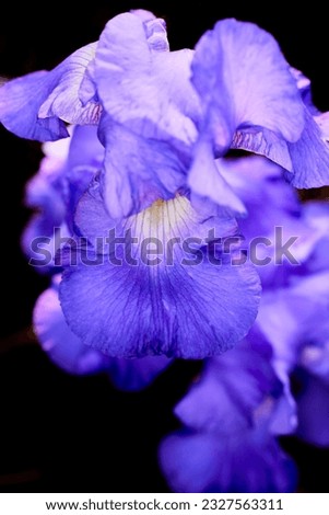 Close up of a Lavender Iris Flower with Shallow depth of Field
