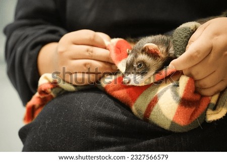 A picture of a ferret in an animal blanket