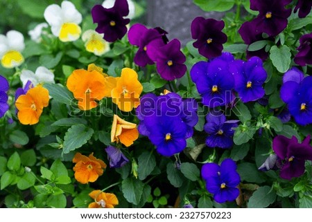 Mixed pansies in garden. Closeup of colorful pansy flower on the green background. Viola flowers. Beautiful viola tricolor flowers blooming. 
