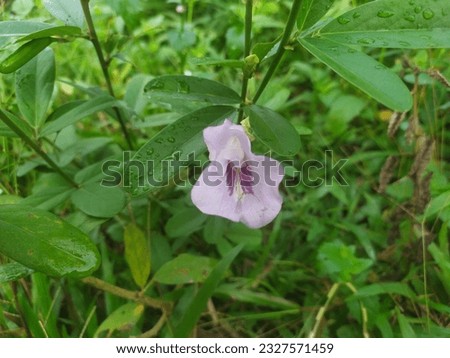 close up soft purple flower in bloom random focus