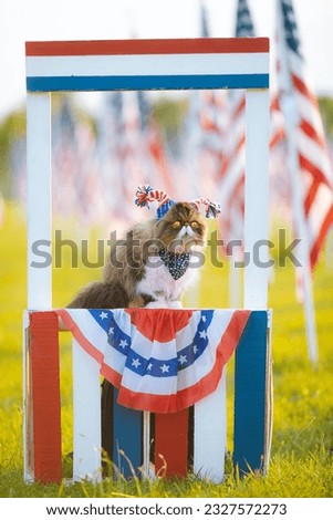 a couple of cats laying on top of a lush green field
two cat sitting on top of a chair with an American flag on it
a cat sitting on top of a chair with an American flag on it
