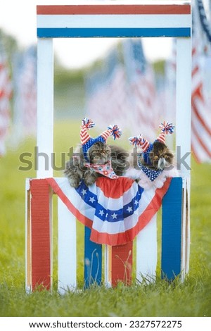 a couple of cats laying on top of a lush green field
two cat sitting on top of a chair with an American flag on it
a cat sitting on top of a chair with an American flag on it
