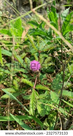 Mimosa pudica flowers at garden background