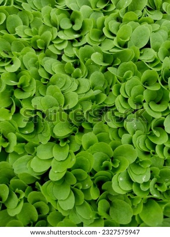 Photograph of a green lettuce, great for backgrounds