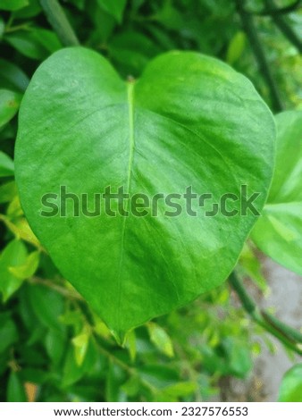 heart shaped leaves very large green leaves green tree wall backdrop
