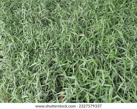 top view. green grass texture