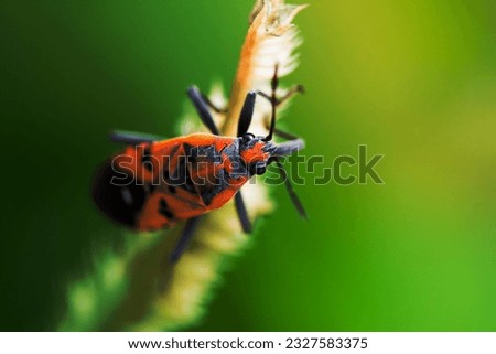 A Orange Insect on flower