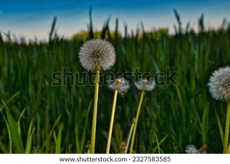 dandelion blowball fragility wind field