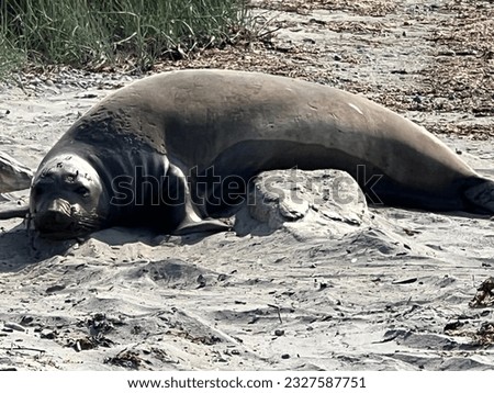 Elsie Mae the Northern Elephant Seal