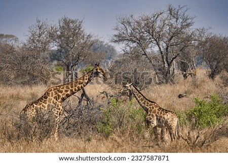 krueger national park giraffes wildlife