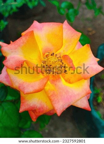 beautiful roses blooming yellow in a garden
