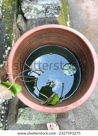 A photo of aquatic plants placed in pots filled with water.