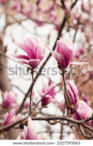 Sulange magnolia close-up on tree branch. Blossom of magnolia in springtime. Pink Chinese or saucer magnolia flowers tree. Tender pink flowers
