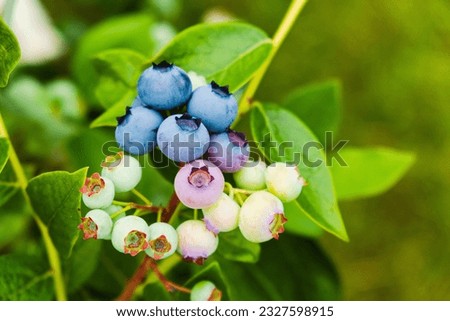 Homegrown huckleberry in the backyard close up. Ripe blueberry berries on the bush. Highbush or tall blueberry cluster. Harvest of blueberry in the garden	
 Royalty-Free Stock Photo #2327598915