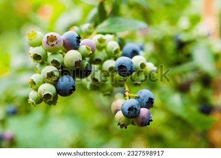 Homegrown huckleberry in the backyard close up. Ripe blueberry berries on the bush. Highbush or tall blueberry cluster. Harvest of blueberry in the garden	
 Royalty-Free Stock Photo #2327598917