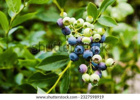 Homegrown huckleberry in the backyard close up. Ripe blueberry berries on the bush. Highbush or tall blueberry cluster. Harvest of blueberry in the garden	
 Royalty-Free Stock Photo #2327598919